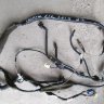 Жгут проводов двери багажника 82184-02040 Toyota Corolla E12 